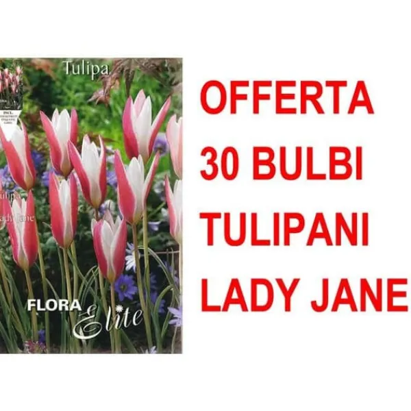 Best ERBJUDANDE 30 TULPANLÖKAR LADY JANE LÖKAR LÖKAR Fröer & Lökar