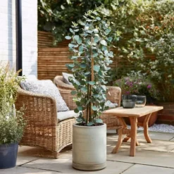 Eukalyptus - Eucalyptus cinerea 'Silver Dollar' - Höjd 90-110cm - ⌀19cm