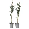 Eukalyptus - Set om 2 - Eucalyptus 'Silver Dollar' - Höjd 90-110cm - ⌀19cm