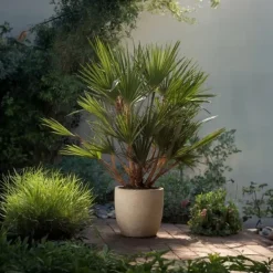 Europeiska Dvärgpalm - Set om 2 - Chamaerops humilis - Höjd 70-80cm - ⌀21cm