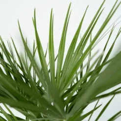Europeiska Dvärgpalm - Set om 2 - Chamaerops humilis - Höjd 70-80cm - ⌀21cm