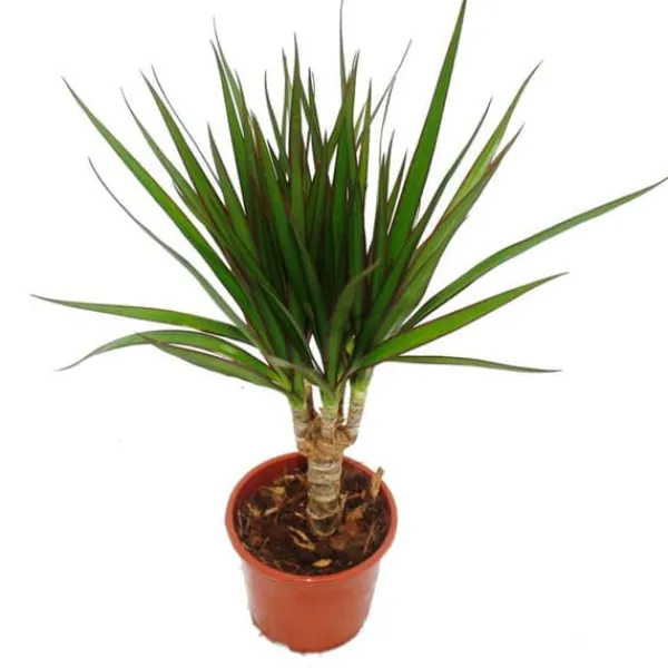 Exotenherz - drakträd - Dracaena marginata - 1 planta - lättskött inomhusväxt - luftrenare - 12 cm kruka Krukväxter Inomhus