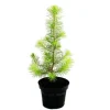 Exotenherz - Medelhavs tall - Pinus pinea - Inomhus tall - 12cm kruka