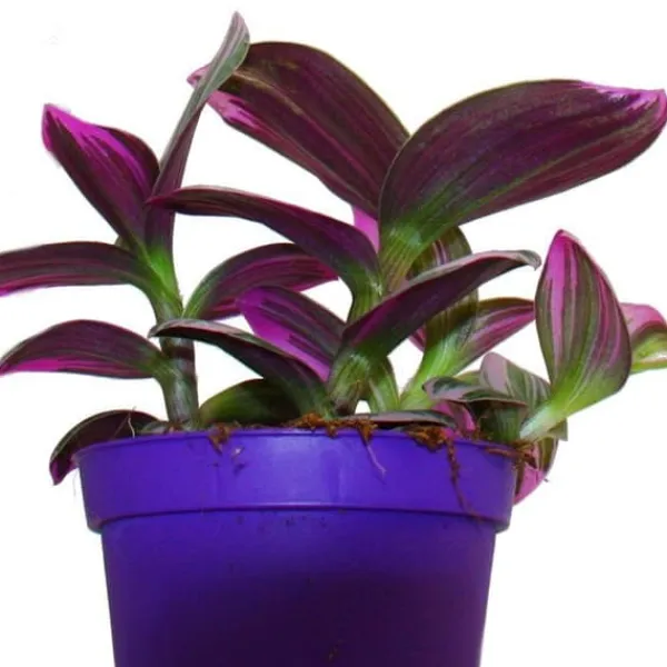 New Exotenherz Treuddblomma Tradescantia "Nanouk" lättskött hängande inomhusväxt 9cm kruka rosa Krukväxter Inomhus