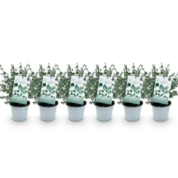 Outlet Exotisk hjärta - Eucalyptus Eucalyptus gunni Set om 6 - rustik 14cm kruka höjd 30cm Krukväxter Inomhus