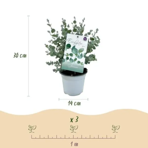 Outlet Exotisk hjärta - Eucalyptus Eucalyptus gunni Set om 6 - rustik 14cm kruka höjd 30cm Krukväxter Inomhus