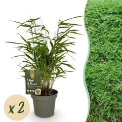 Best Exotisk hjärta Bambus - Fargesia rufa - Grön - Set med 2 krukor 14cm Höjd 35cm Trädgårdsväxter