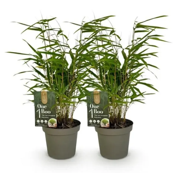 Best Exotisk hjärta Bambus - Fargesia rufa - Grön - Set med 2 krukor 14cm Höjd 35cm Trädgårdsväxter