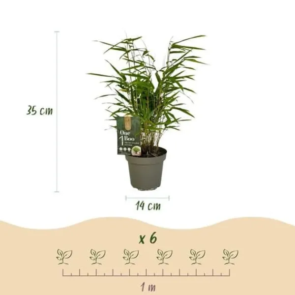 Best Exotisk hjärta Bambus - Fargesia rufa - Grön - Set med 2 krukor 14cm Höjd 35cm Trädgårdsväxter