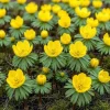 Exotiska blomsterlökar - Eranthis Cilicica (25 stycken) diameter 4-5cm