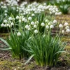 Best Exotiska blomsterlökar - Sommar Nodal Leucojum Aestivum - vit (20 stycken) diameter 8-9cm Fröer & Lökar