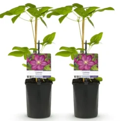 New Exotiskt hjärta - Klätterväxter - Clematis Ville de Lyon - Set om 2 - kruka 11cm Trädgårdsväxter