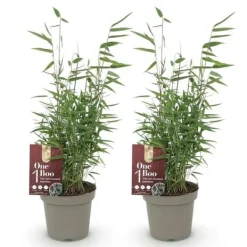 Exotiskt Hjärta Bambus - Fargesia Red Dragon - Röd - Set med 2 krukor 14cm Höjd 35cm