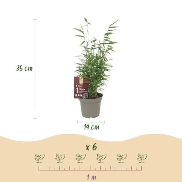 Exotiskt Hjärta Bambus - Fargesia Red Dragon - Röd - Set med 2 krukor 14cm Höjd 35cm