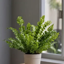 Outlet Fågelbobräken - Set om 2 - Asplenium nidus 'Crispy Wave' - Höjd 25-40cm - ⌀12cm Krukväxter Inomhus