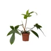 Filodendron - Philodendron 'Florida Green' - Höjd 20-30cm - ⌀12cm