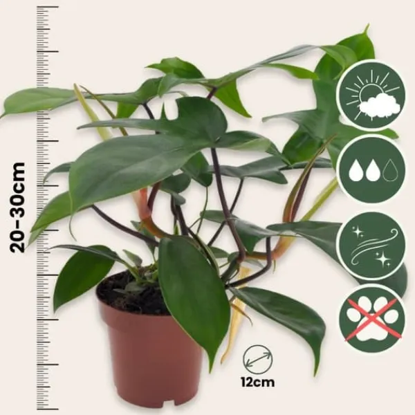Hot Filodendron - Set om 2 - Philodendron 'Florida Green' - Höjd 20-30cm - ⌀12cm Krukväxter Inomhus