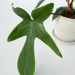 Hot Filodendron - Set om 2 - Philodendron 'Florida Green' - Höjd 20-30cm - ⌀12cm Krukväxter Inomhus