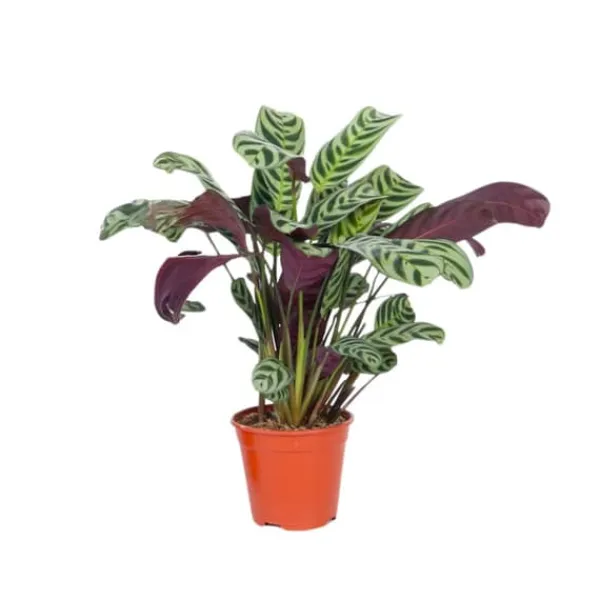 Outlet Fiskbensstenante - Ctenanthe 'burle-marxii' - Höjd 25-40cm - ⌀12cm Krukväxter Inomhus