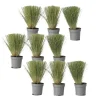 Best Fjädergräs - Set om 9 - Stipa tenuifolia 'Pony Tails' - Höjd 20-30cm - ⌀9cm Trädgårdsväxter