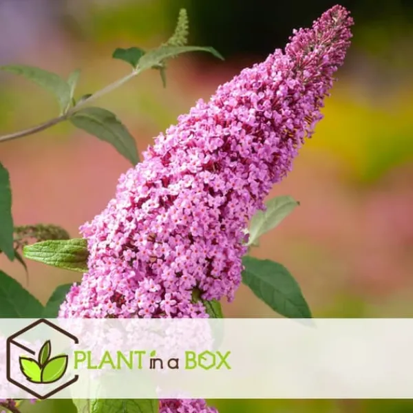 Hot Fjärilsbuske - Set om 3 - Buddleja davidii 'Pink Delight' - Höjd 25-40cm - ⌀9cm Buskar