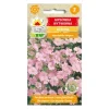 Hot Frö till rosa sommarslöja – Lätt och luftig blomning för rabatter och buketter Fröer & Lökar