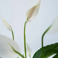 Fredskalla - Spathiphyllum 'Lima' - Höjd 60-75cm - ⌀17cm