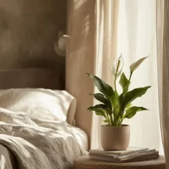 New Fredskalla - Spathiphyllum 'Torelli' - Höjd 30-45cm - ⌀12cm Krukväxter Inomhus