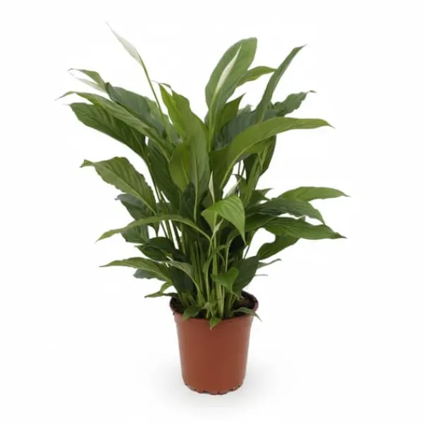 Clearance Fredskalla Spathiphyllum Ø17cm Höjd ca 65cm Krukväxter Inomhus