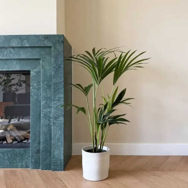 Outlet Förmakspalm - Howea forsteriana - Höjd 90-100cm - ⌀18cm Krukväxter Inomhus
