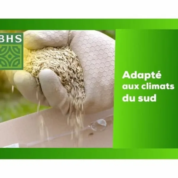 Frön BHS Dichondra