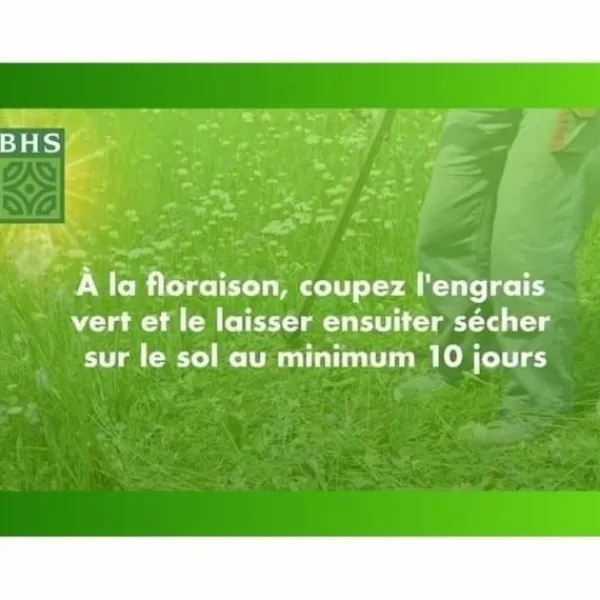 Outlet Frön BHS Trèfle Blanc 500 g Fröer & Lökar
