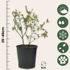 Fruktträd - Set om 8 - Actinidia, Vaccinium, Lycium - Höjd 25-40cm - ⌀9cm