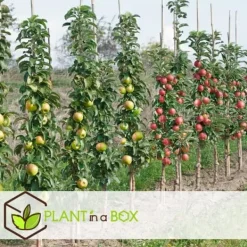 Sale Fruktträdsblandning - Set om 8 - Malus, Pryus, Prunus - Höjd 60-70cm - ⌀9cm Träd