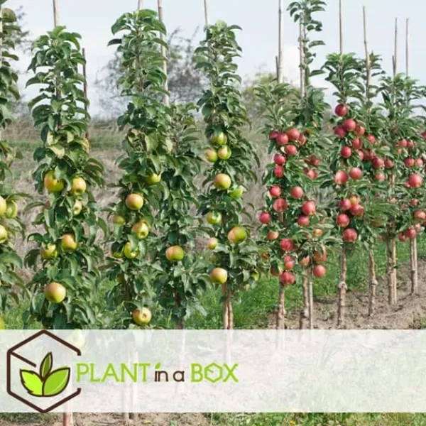 Sale Fruktträdsblandning - Set om 8 - Malus, Pryus, Prunus - Höjd 60-70cm - ⌀9cm Träd