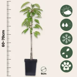 Discount Fruktträdsblandning - Set om 4 - Malus, Pryus, Prunus - Höjd 60-70cm - ⌀9cm Träd