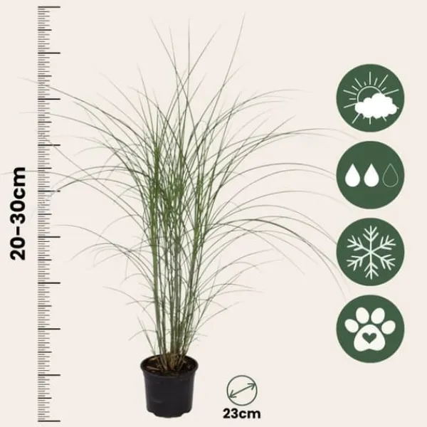 Online Glansmiskantus - Miscanthus sinensis 'Kleine Silberspinne - Höjd 20-30cm - ⌀23cm Trädgårdsväxter
