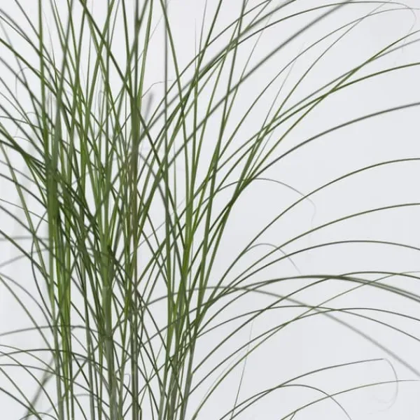 Online Glansmiskantus - Miscanthus sinensis 'Kleine Silberspinne - Höjd 20-30cm - ⌀23cm Trädgårdsväxter