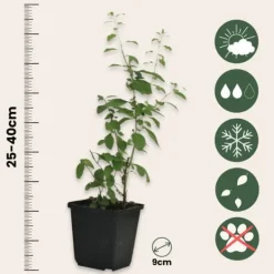 Outlet Goji bär - Set om 3 - Lycium barbarum - Höjd 25-40cm - ⌀9cm Buskar