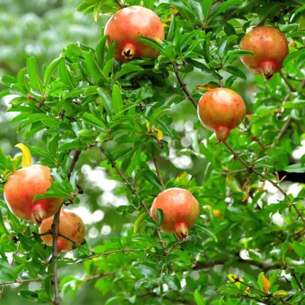 Granatäpple - Set om 3 - Punica granatum - Höjd 25-40cm - ⌀9cm