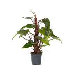Clearance Grön krukväxt - Philodendron 'Red Emerald' - Höjd 70-80 cm - Kruka 19 cm Krukväxter Inomhus