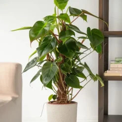 Clearance Grön krukväxt - Philodendron 'Red Emerald' - Höjd 70-80 cm - Kruka 19 cm Krukväxter Inomhus