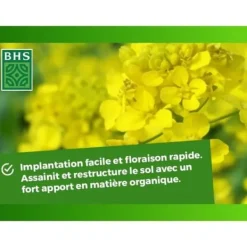 Sale Gröna gödselmedel - BHS - Vit senap 500g | 100 m² | Förbättrar och desinficerar jordar för bättre fertilitet. Gödningsmedel