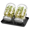 Clearance Groddningsburkar Set, 16,5x10 cm, Glas Kit För Växt- & Örtplantering