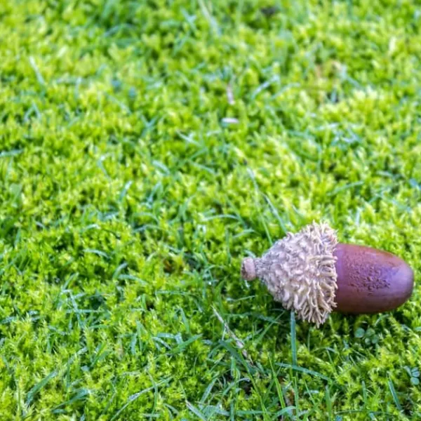 Sale Gräsgödsel med mossgranulat Trädgårdsstart 5 kg Gödningsmedel