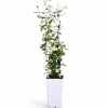 Best Gul Toscansk Stjärnjasmine Ø15 - Trachelospermum Star of Toscana Trädgårdsväxter