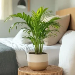 New Guldpalm - Set om 4 - Dypsis lutescens - Höjd 30-45cm - ⌀12cm Krukväxter Inomhus