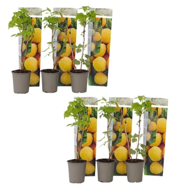 Outlet Hallonväxt - Set om 6 - Rubus idaeus 'Fallgold' - Höjd 25-40cm - ⌀9cm Buskar