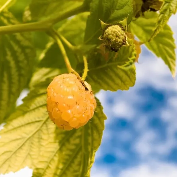 Outlet Hallonväxt - Set om 6 - Rubus idaeus 'Fallgold' - Höjd 25-40cm - ⌀9cm Buskar
