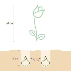 Hjärta av exotism blomsterlökar - Tulpaner Tulipa Vendeeglobe (12 stycken) diameter 11-12cm